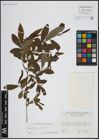 Foto von Salix atrocinerea Brot.